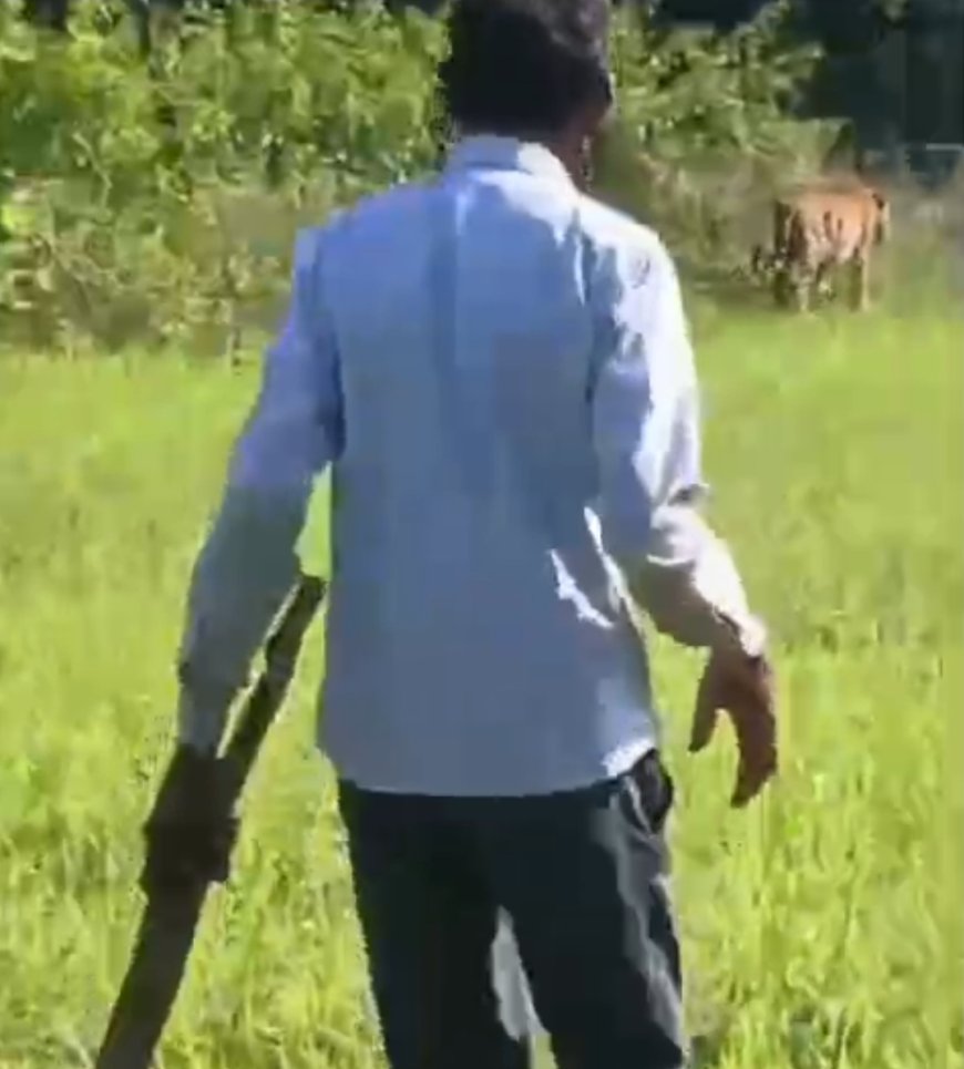 गाँव में दो बाघों की दस्तक से मचा हड़कंप