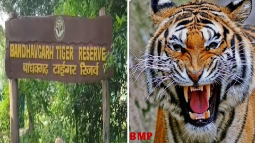 13 सौ कैमरे से तीन महीनों तक चलेगी बाघों की गणना