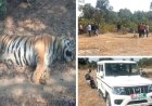 जंगल मे मिला बाघ का शव, वन अमले में हड़कंप