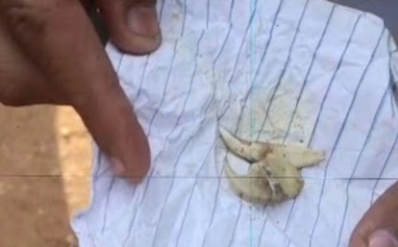 बीटीआर में बाघो की मौत रहस्यमय, कही सक्रिय तो नहीं शिकारी गैंग?