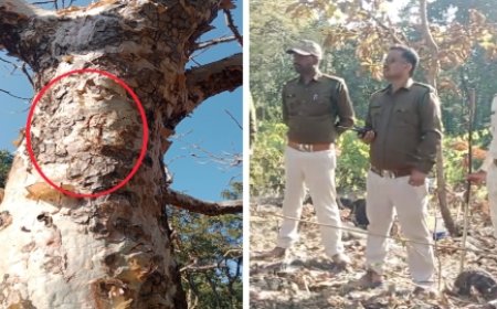 मृत तेंदुआ मिला,  बताया गया आपसी संघर्ष