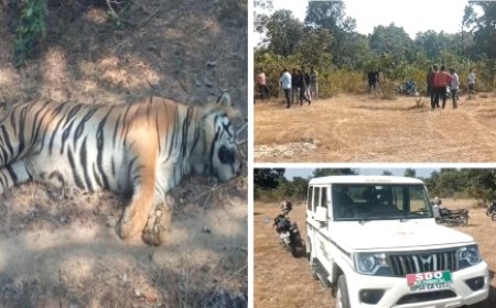 जंगल मे मिला बाघ का शव, वन अमले में हड़कंप