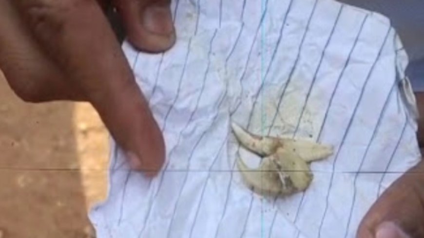 बीटीआर में बाघो की मौत रहस्यमय, कही सक्रिय तो नहीं शिकारी गैंग?