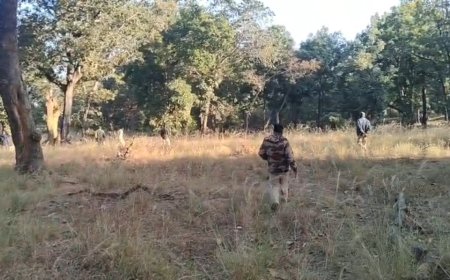 बांधवगढ़ में तीसरे दिन भी लापता बाघ शावक,जंगल में सघन सर्च ऑपरेशन जारी