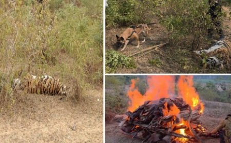 लगातार हो रही बाघों की मौत, बांधवगढ़ में फिर एक मादा बाघ की मौत?  जिम्मेदारों ने जताया आपसी द्वंद्व की आशंका