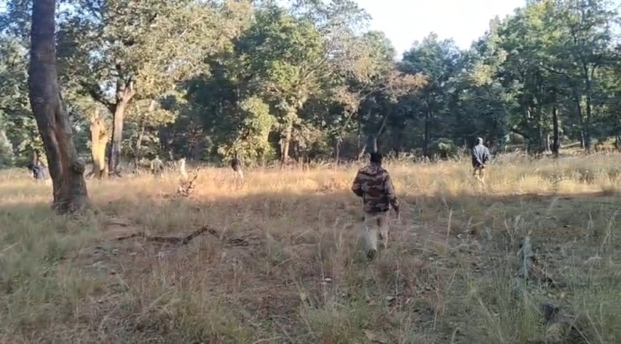 बांधवगढ़ में तीसरे दिन भी लापता बाघ शावक,जंगल में सघन सर्च ऑपरेशन जारी