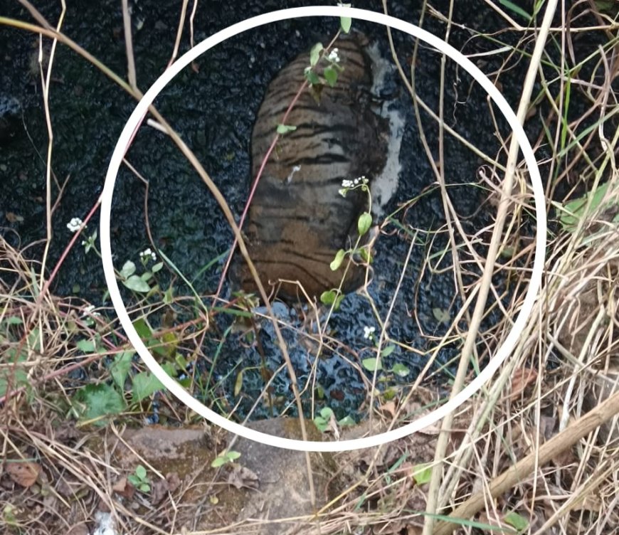 पुराने कुएं में मिला बाघ का शव, 24 घंटे के करीब दूसरी मौत से प्रबंधन पर सवाल