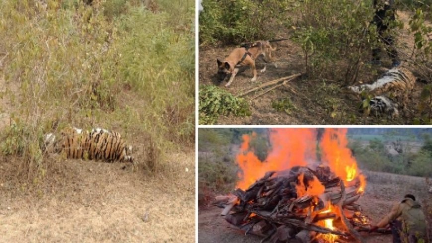 लगातार हो रही बाघों की मौत, बांधवगढ़ में फिर एक मादा बाघ की मौत?  जिम्मेदारों ने जताया आपसी द्वंद्व की आशंका