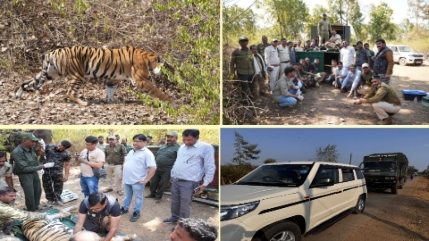 बांधवगढ़ टाइगर रिजर्व से साढ़े तीन वर्षीय बाघिन को किया गया मुकुंदरा टाइगर रिजर्व रवाना