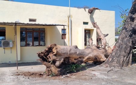 एसडीएम बंगले में गिरा सूखा पेड़, बंगला हुआ क्षतिग्रस्त बाल बाल बचीं अधिकारी
