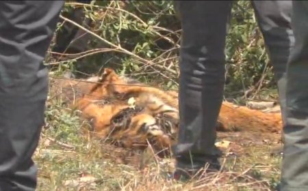 करेंट से हुई बाघिन की मौत मामले में शुक्रवार को हो सकता है खुलासा