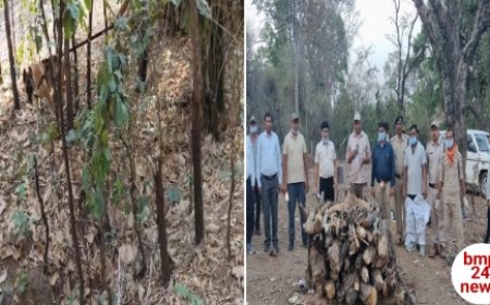 फिर से बाघ की हुई मृत्यु, कारण आपसी संघर्ष