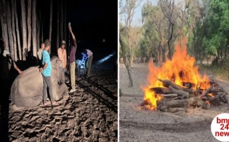 गायत्री की मौत से हड़कंप, एन्थ्रेक्स की आशंका ने बढ़ाई चिंता