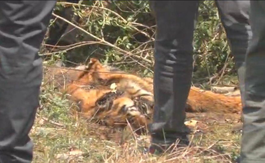 करेंट से हुई बाघिन की मौत मामले में शुक्रवार को हो सकता है खुलासा