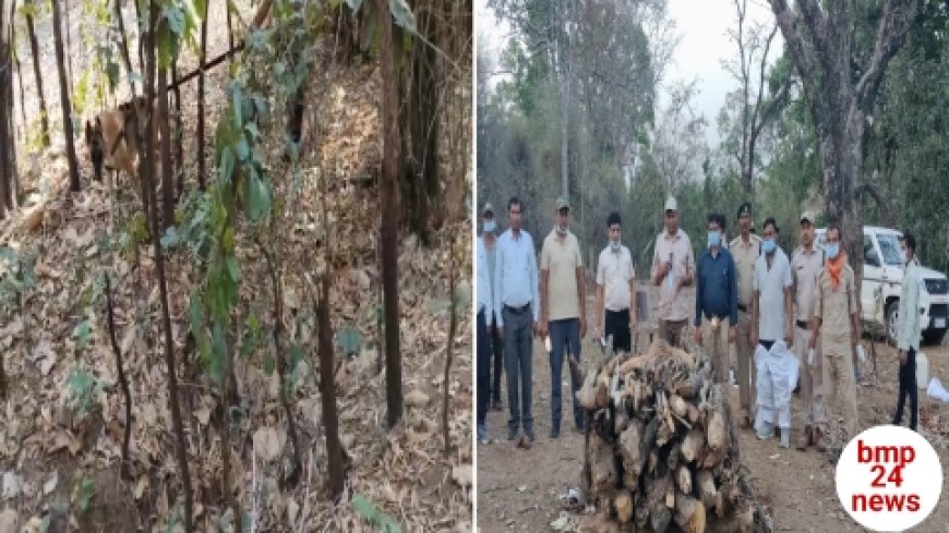 फिर से बाघ की हुई मृत्यु, कारण आपसी संघर्ष