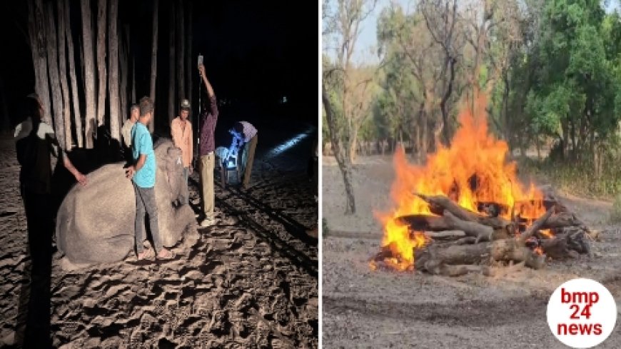 गायत्री की मौत से हड़कंप, एन्थ्रेक्स की आशंका ने बढ़ाई चिंता