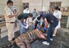 फिर से हुए बाघ के पीएम रिपोर्ट आने से लगेगा  मृत्यु का सही कारण