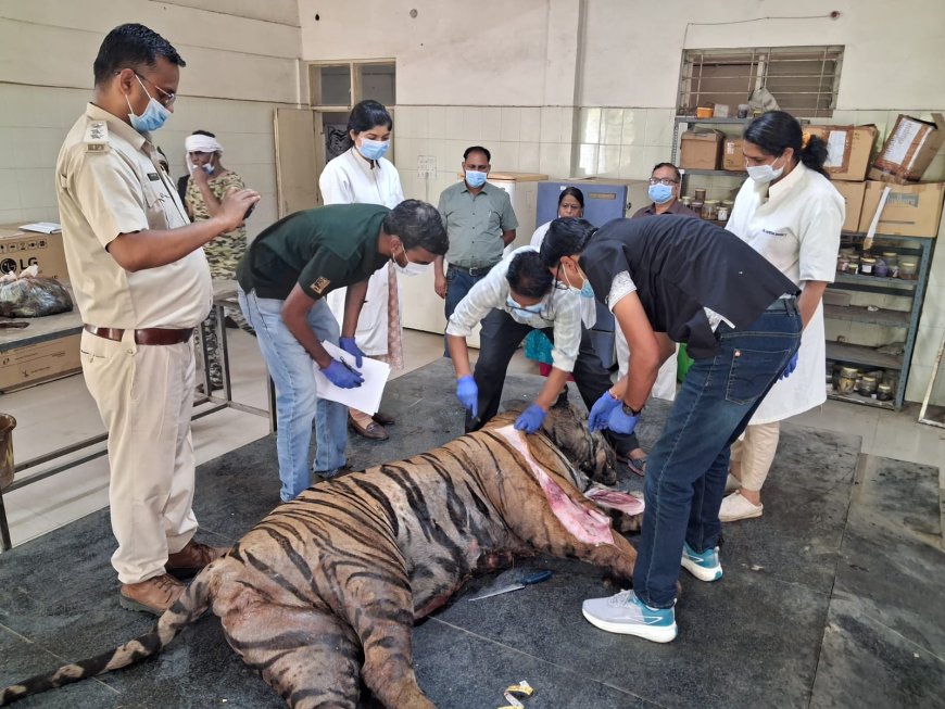 फिर से हुए बाघ के पीएम रिपोर्ट आने से लगेगा  मृत्यु का सही कारण