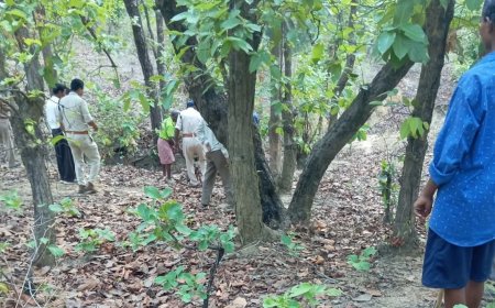 महुआ गोही बीनने गई महिला के ऊपर बाघ ने किया हमला, मौके पर मौत