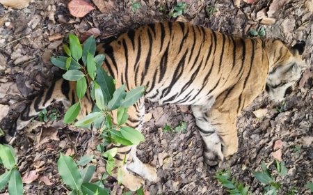 बांधवगढ़ की धडक़न ‘डॉटी’ का अंत जंगल में सूना छोड़ गई अपनी सल्तनत
