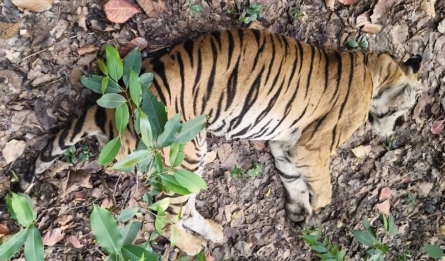 बांधवगढ़ की धडक़न ‘डॉटी’ का अंत जंगल में सूना छोड़ गई अपनी सल्तनत